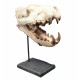 Hyaenodon cruentens (skull)
