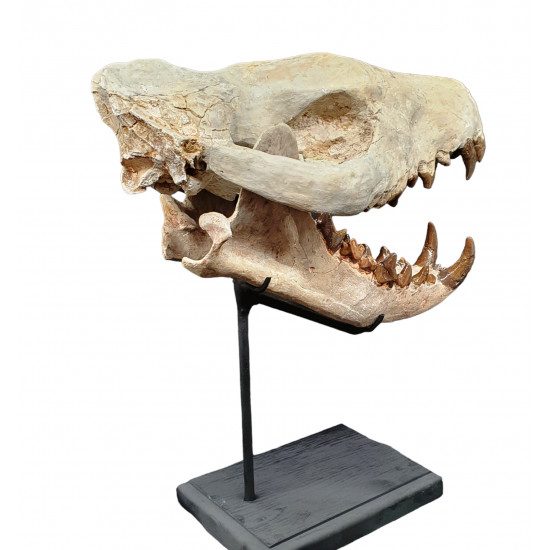 Hyaenodon cruentens (skull)