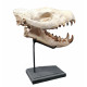 Hyaenodon cruentens (skull)