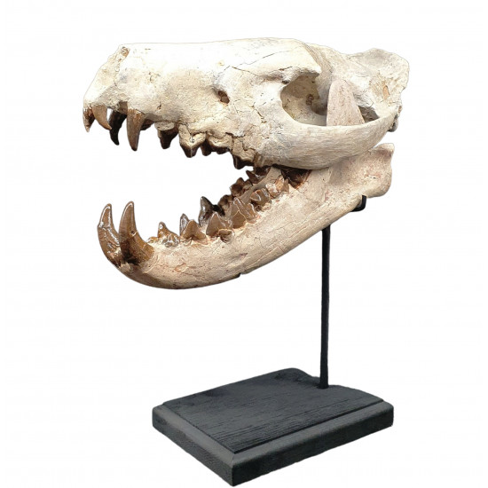 Hyaenodon cruentens (skull)