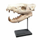 Hyaenodon cruentens (skull)