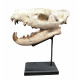 Hyaenodon cruentens (skull)