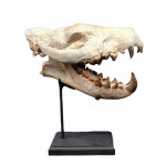 Hyaenodon cruentens (crane)