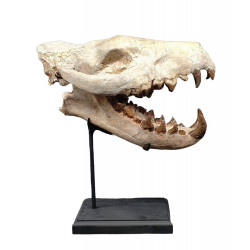 Hyaenodon cruentens (skull)