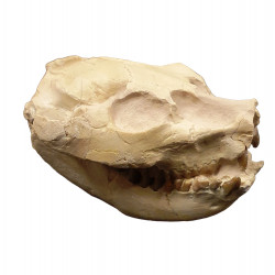 Leptauchenia decora (skull)