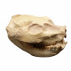 Leptauchenia decora (skull)