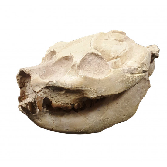 Leptauchenia decora (skull)