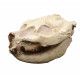 Leptauchenia decora (skull)