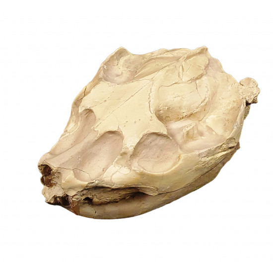 Leptauchenia decora (skull)