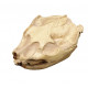 Leptauchenia decora (skull)