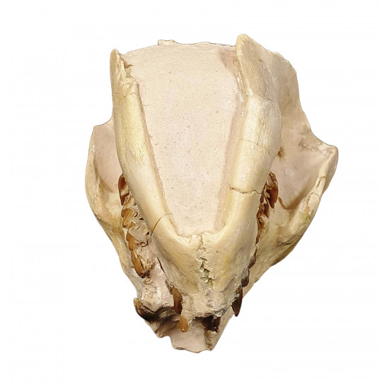Leptauchenia decora (skull)