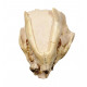 Leptauchenia decora (skull)
