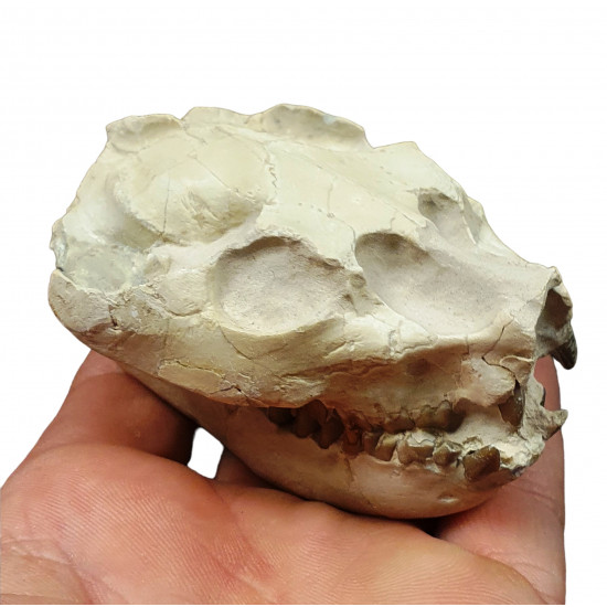 Leptauchenia decora (skull)