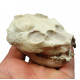 Leptauchenia decora (skull)