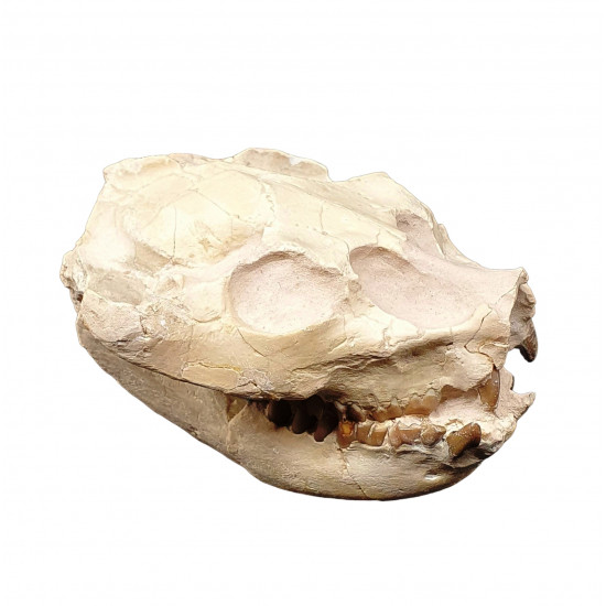 Leptauchenia decora (skull) Leptauchenia decora (skull)