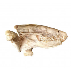 Leptictis dakotensis (skull)