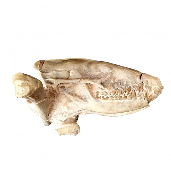 Leptictis dakotensis (skull)