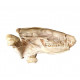 Leptictis dakotensis (skull)