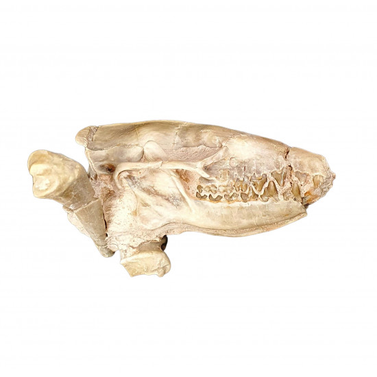 Leptictis dakotensis (skull)