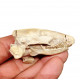Leptictis dakotensis (skull)