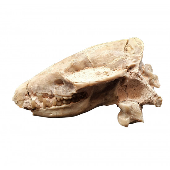 Leptictis dakotensis (skull)