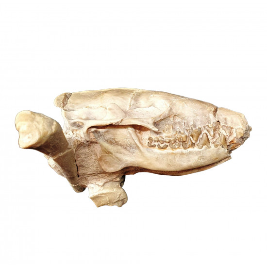 Leptictis dakotensis (skull)