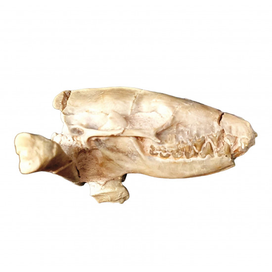 Leptictis dakotensis (skull)