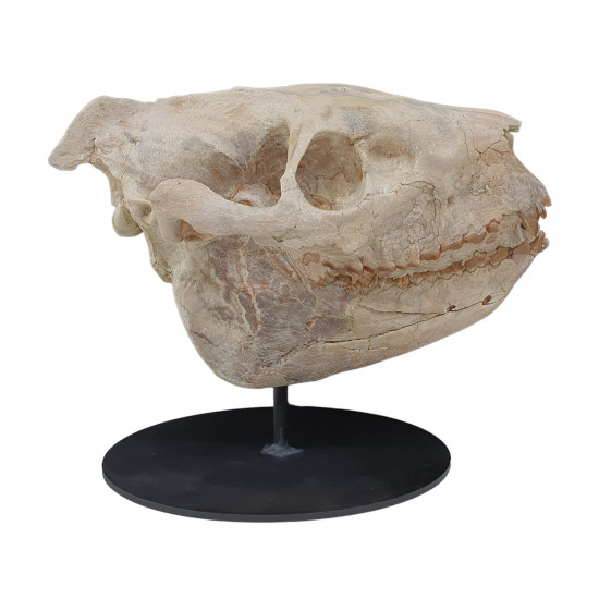 Merycoidodon culbertsoni (skull)