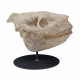 Merycoidodon culbertsoni (skull)