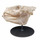Merycoidodon culbertsoni (skull)