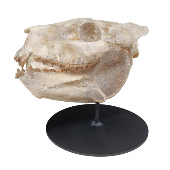Merycoidodon culbertsoni (skull)