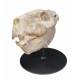 Merycoidodon culbertsoni (skull)