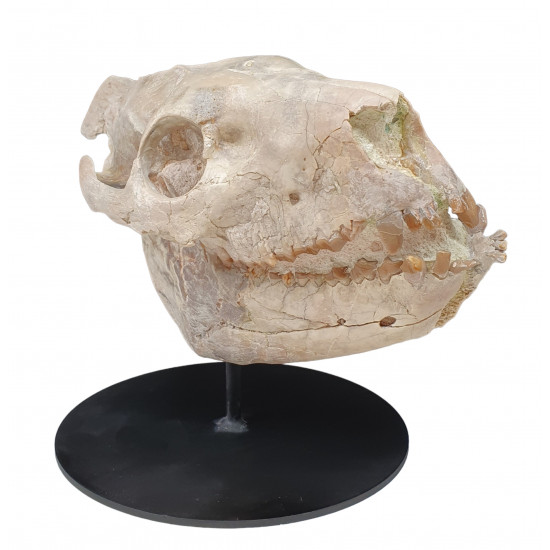 Merycoidodon culbertsoni (skull)