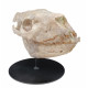 Merycoidodon culbertsoni (skull)