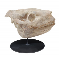 Merycoidodon culbertsoni (skull)