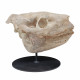 Merycoidodon culbertsoni (skull)