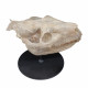 Merycoidodon culbertsoni (skull)