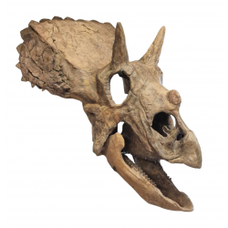triceratops horridus (baby skull)
