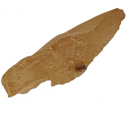 ambre (copal) avec insecte
