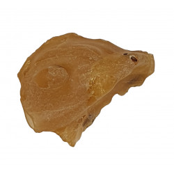 amber (copal) with insect