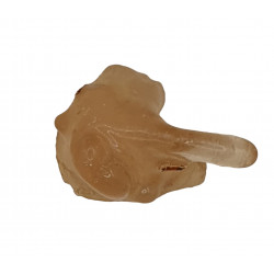 amber (copal) with insect