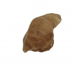 amber (copal) with insect