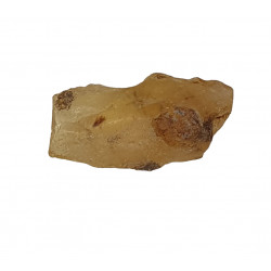amber (copal) with insect