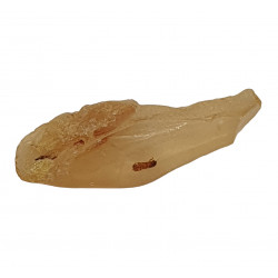 amber (copal) with insect