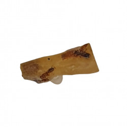 amber (copal) with insect