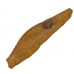amber (copal) with insect