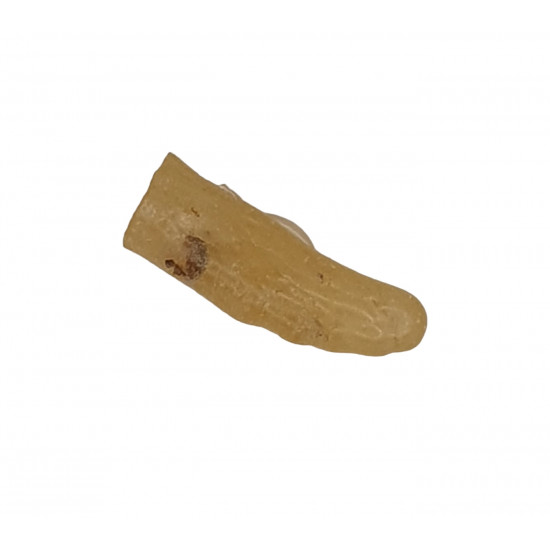 amber (copal) with insect