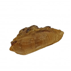 amber (copal) with insect