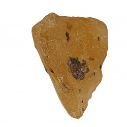 amber (copal) with insect