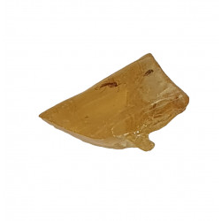 amber (copal) with insect